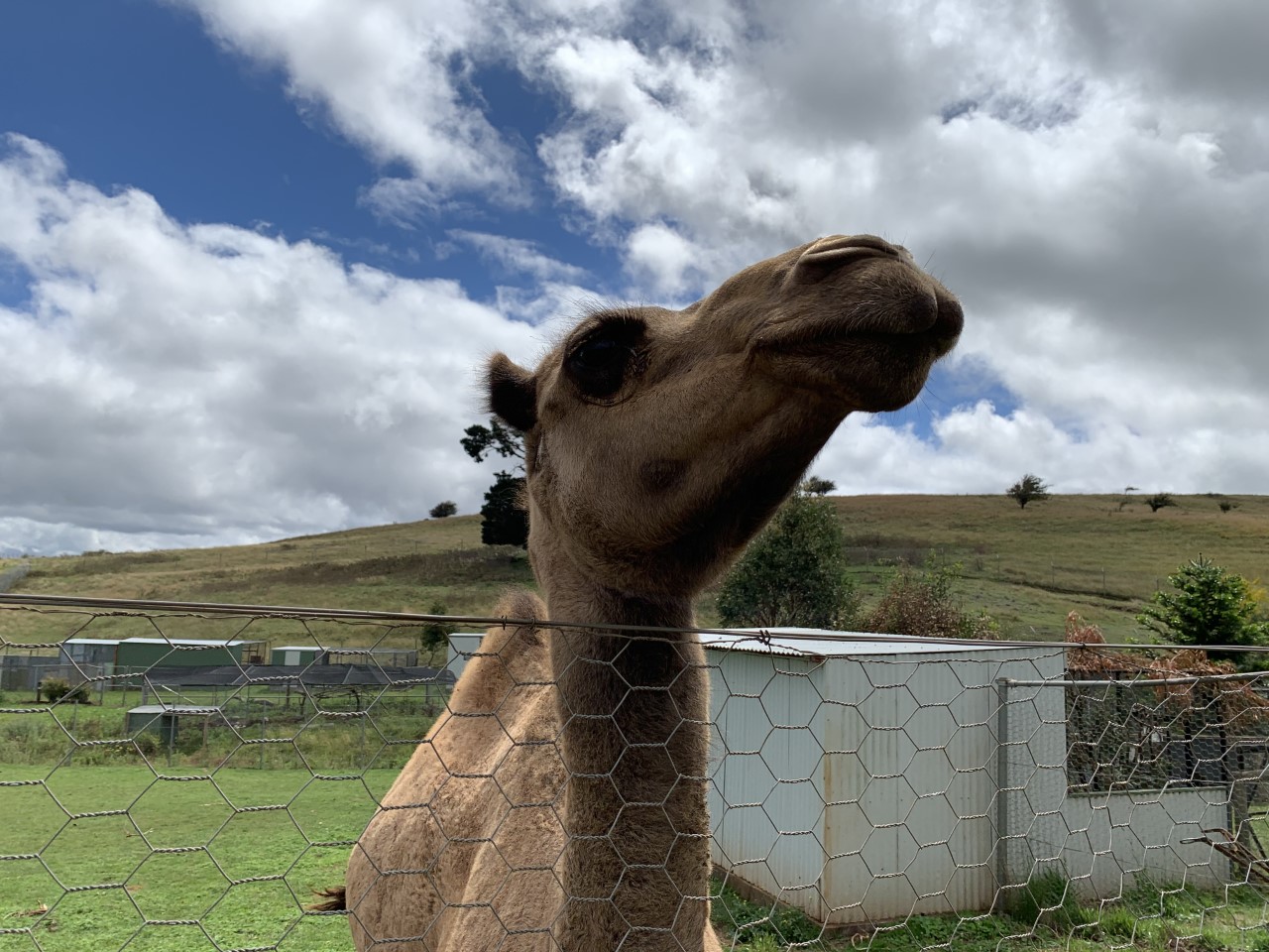 Arabian Camel (Camelus dromedarius)