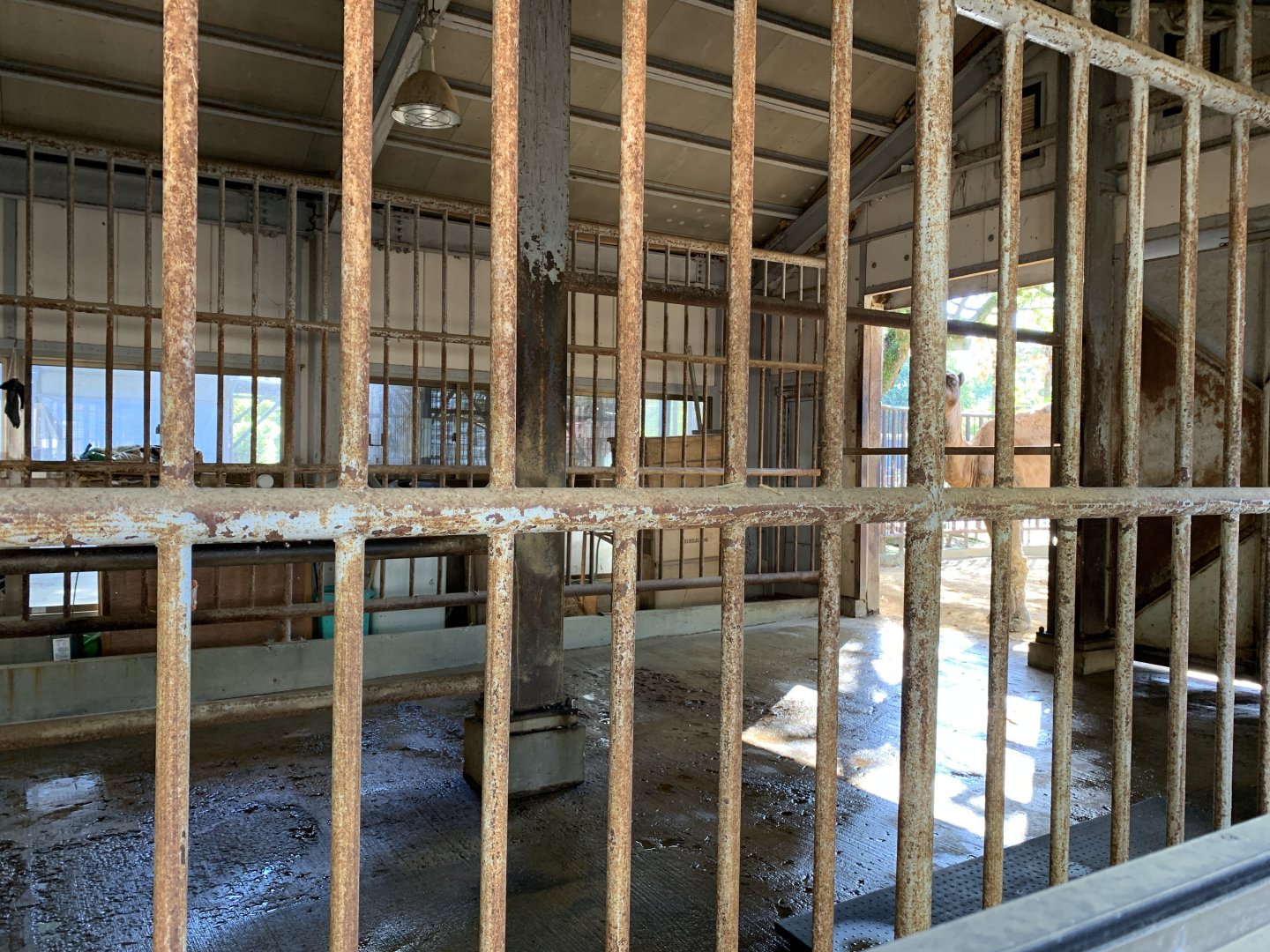 Arabian Camel Night Quarters (Himeji City Zoo)