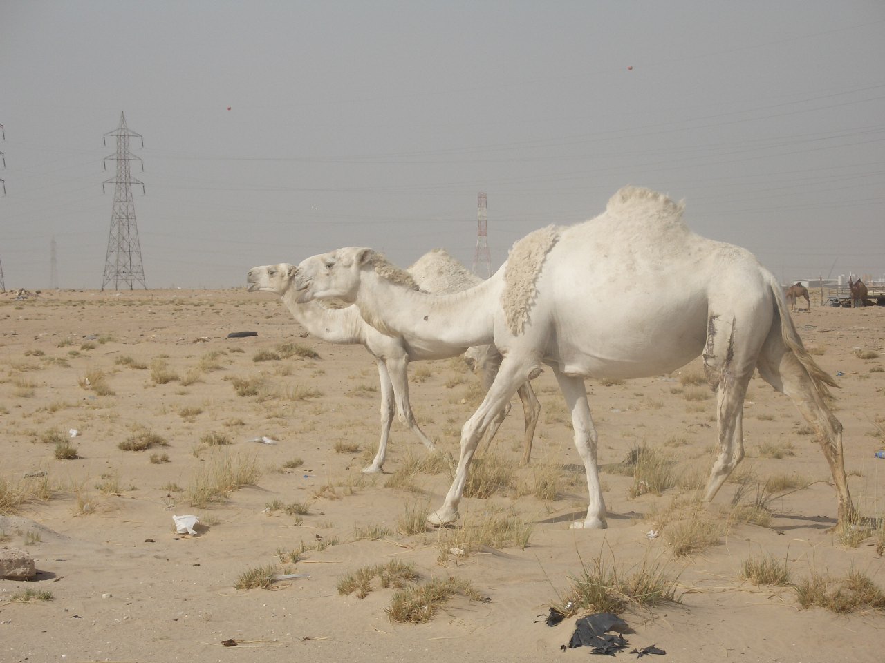 arabian camel(wadha)