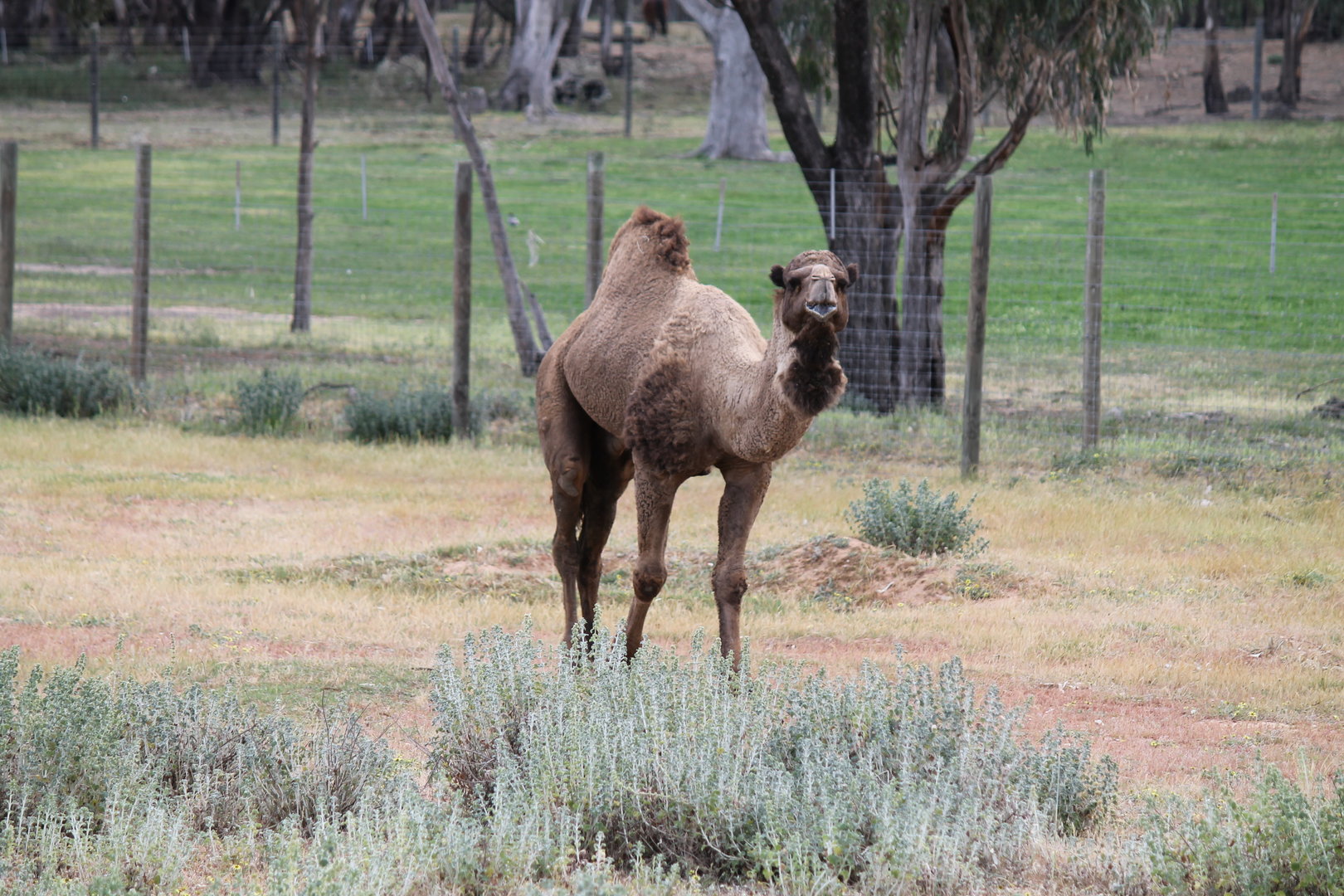 Arabian Camel