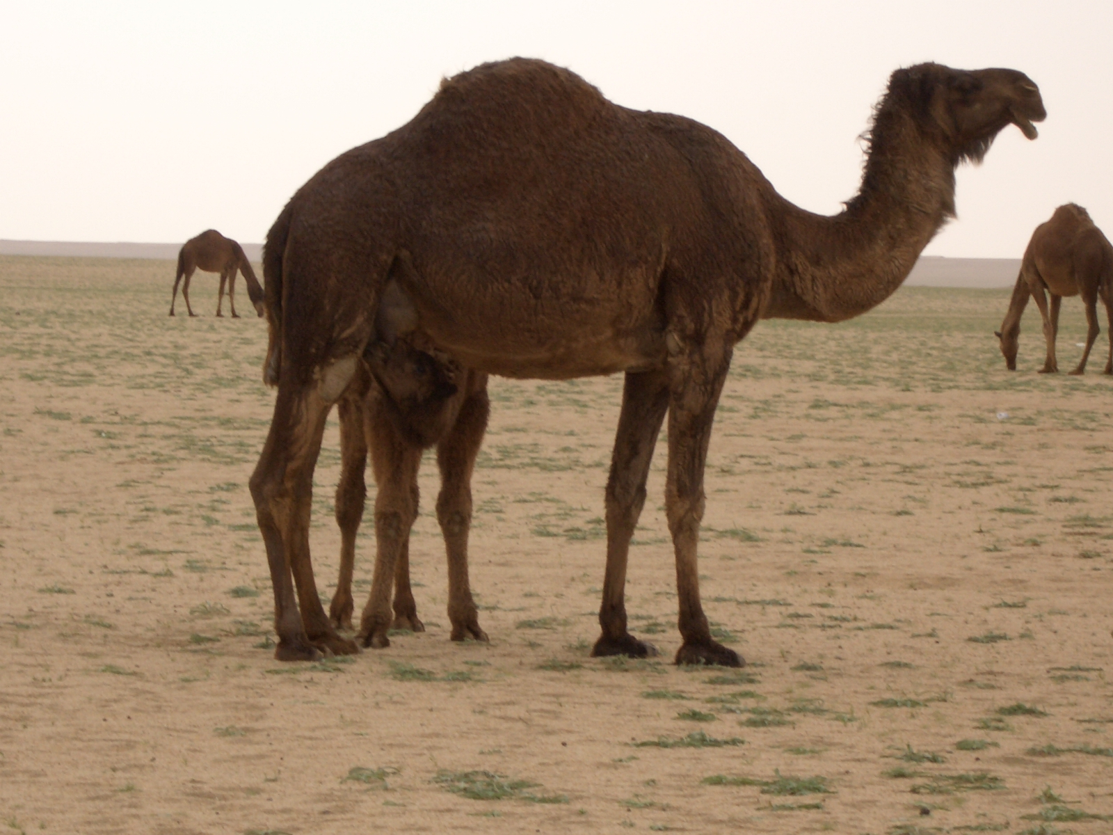 arabian camel