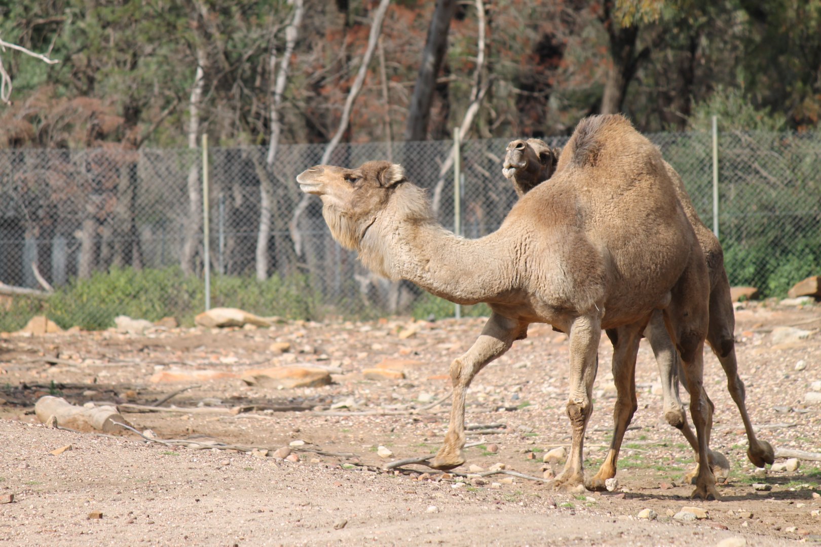 Arabian Camels