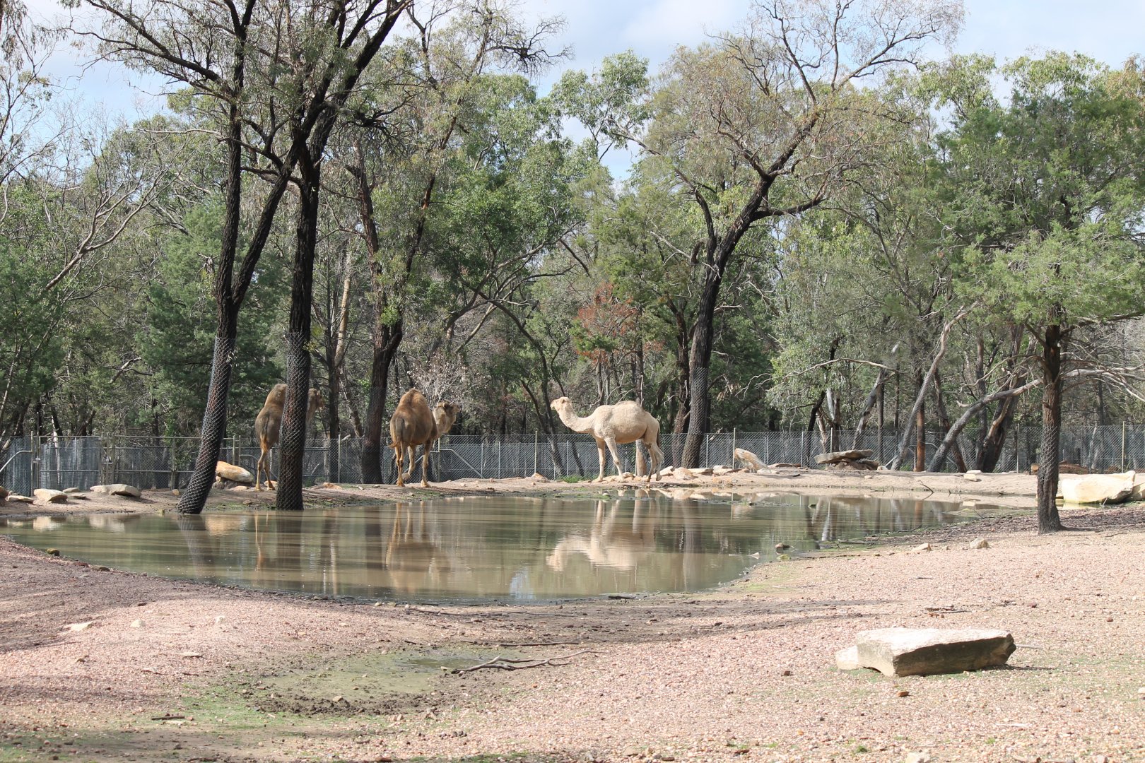 Arabian Camels