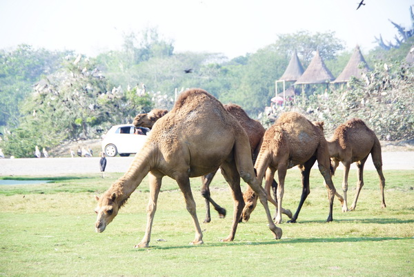 Arabian camels