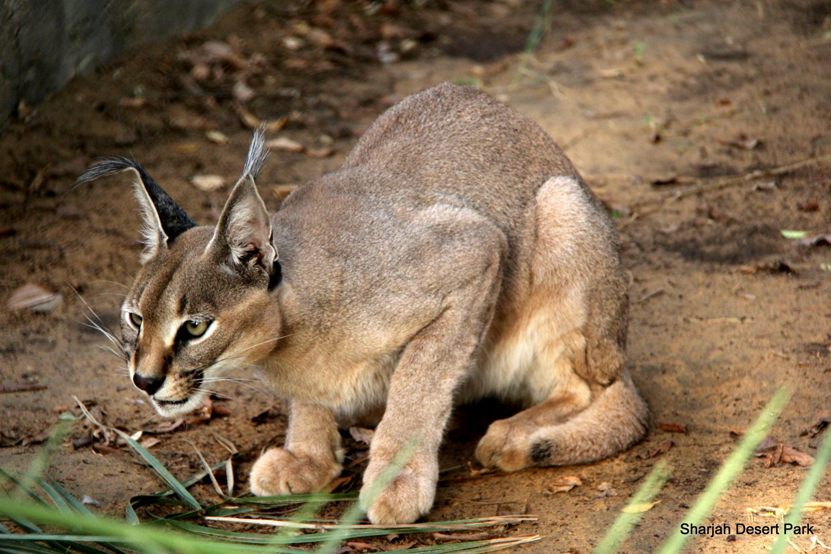 Arabian Caracal (Caracal caracal schmitzi) Sept 2018