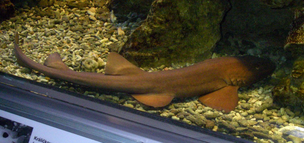Arabian Carpetshark (Chiloscyllium arabicum)