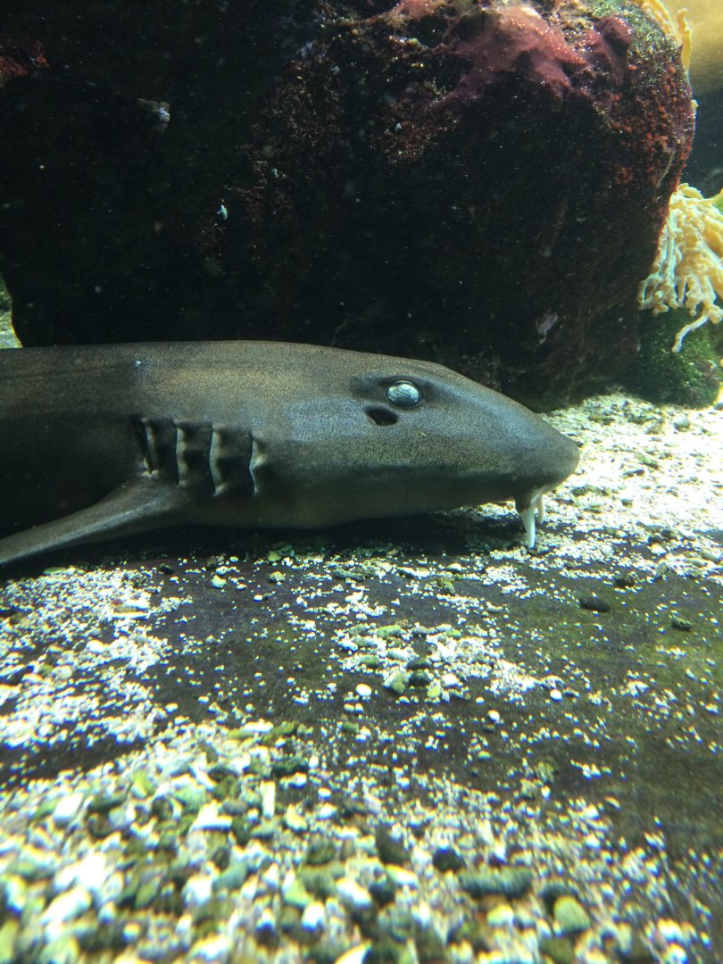 Arabian carpetshark - 	Chiloscyllium arabicum