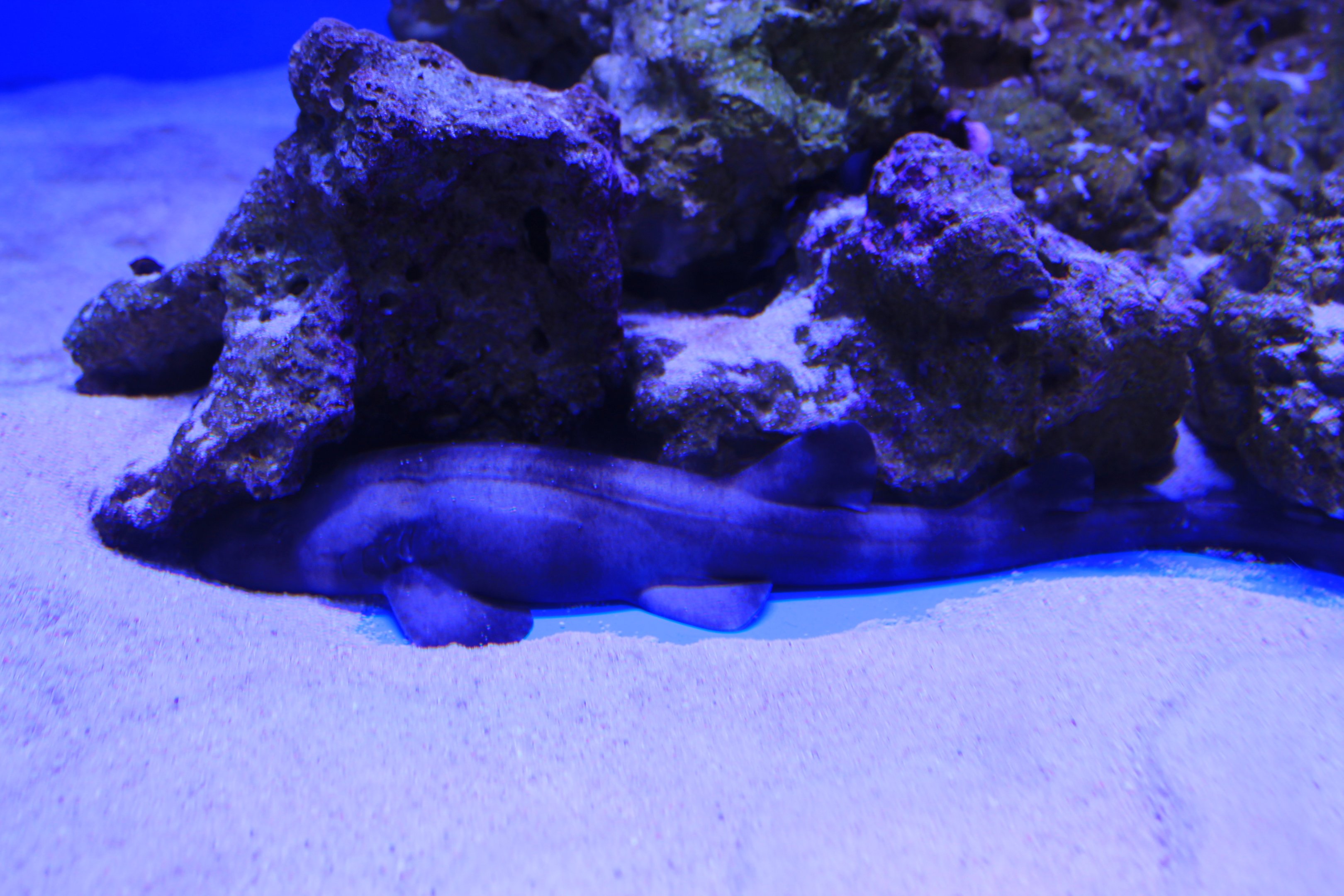Arabian Catshark (Chiloscyllium arabicum)