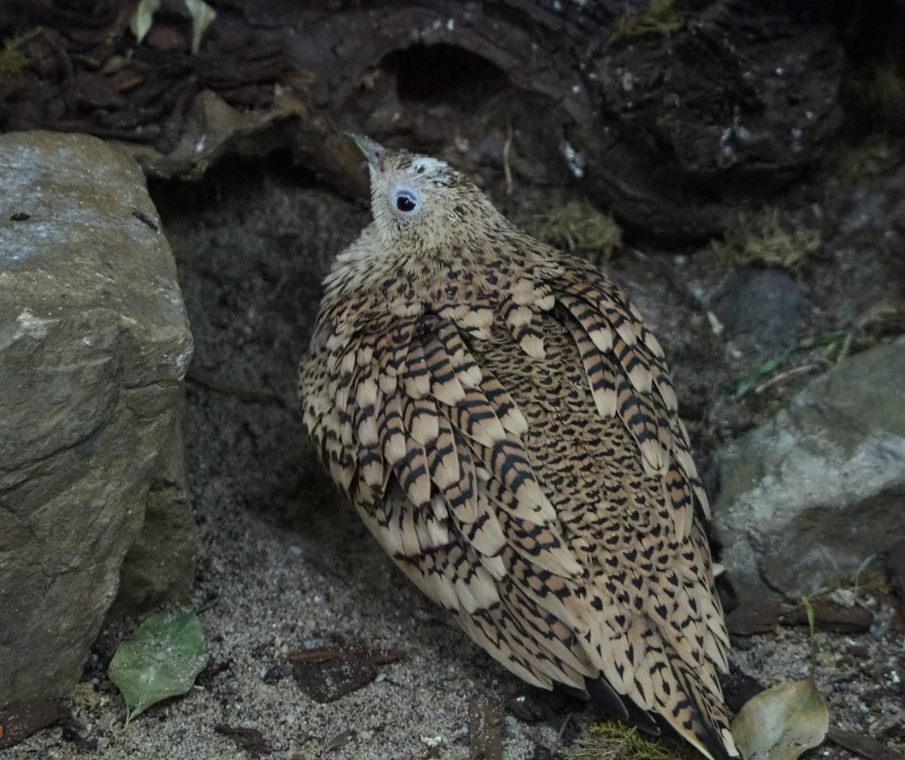 Arabian Chestnut-bellied sandgrouse (Pterocles exustus erlangeri), 2019-12-30
