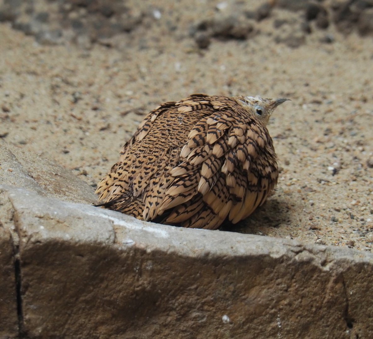 Arabian Chestnut-bellied sandgrouse (Pterocles exustus erlangeri), 2021-07-17