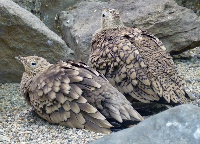 Arabian chestnut-bellied sandgrouse (Pterocles exustus ssp. erlangeri) pair