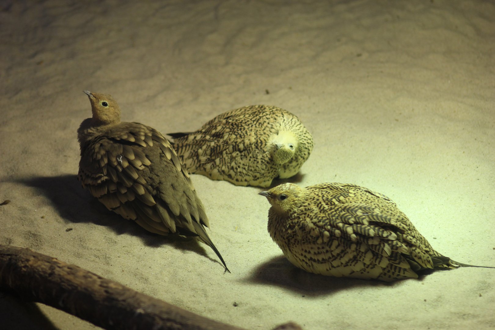 Arabian Chestnut-Bellied Sandgrouse