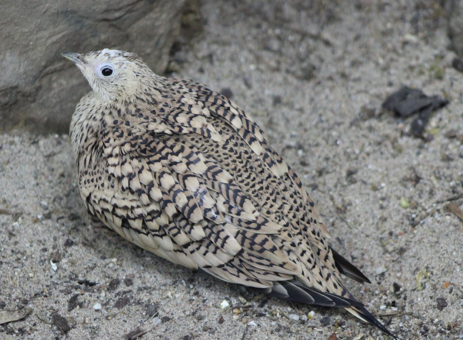 Arabian chestnut-bellied sandgrouse