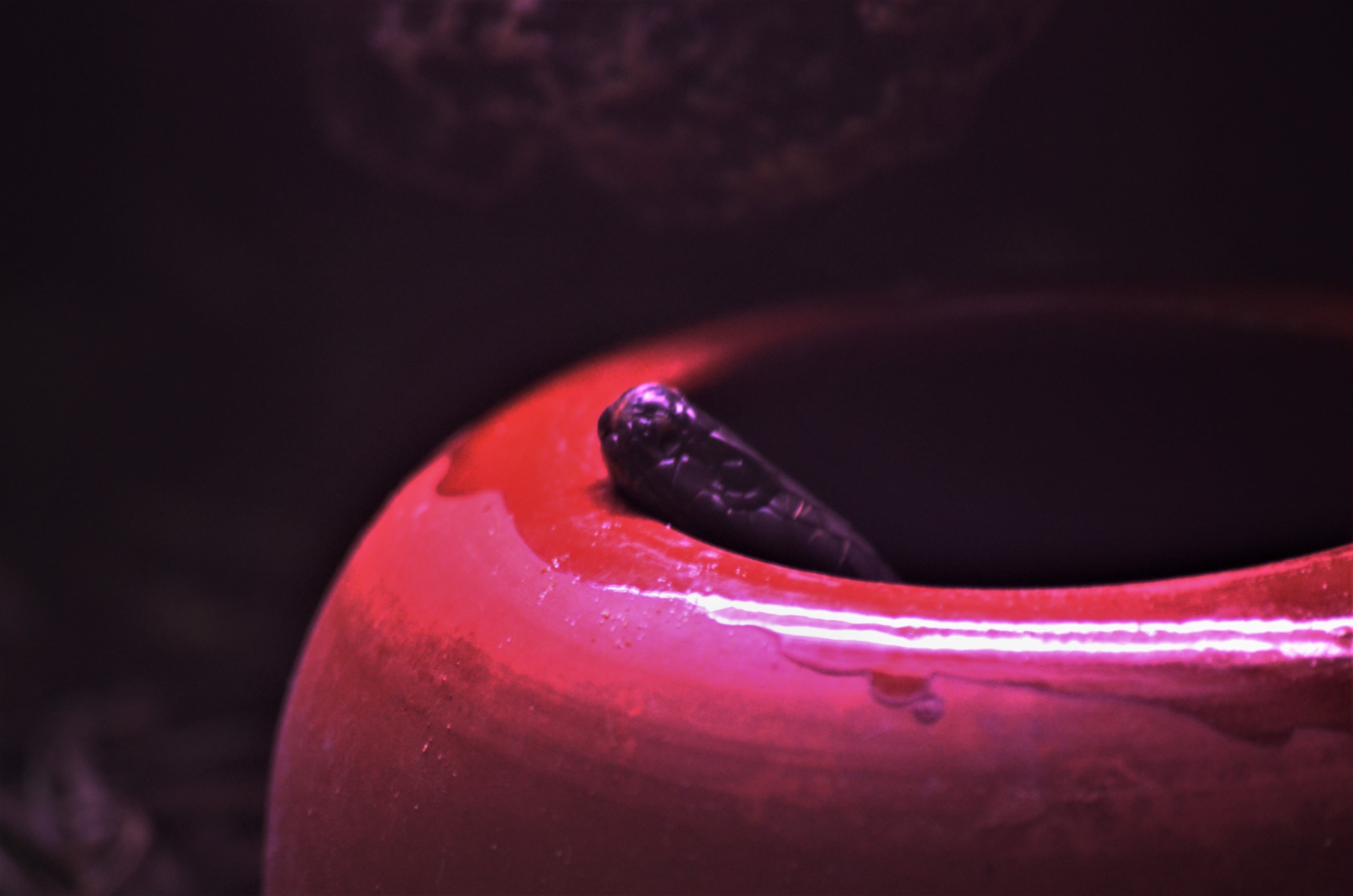 Arabian Cobra at Cabarceno, 08/07/17