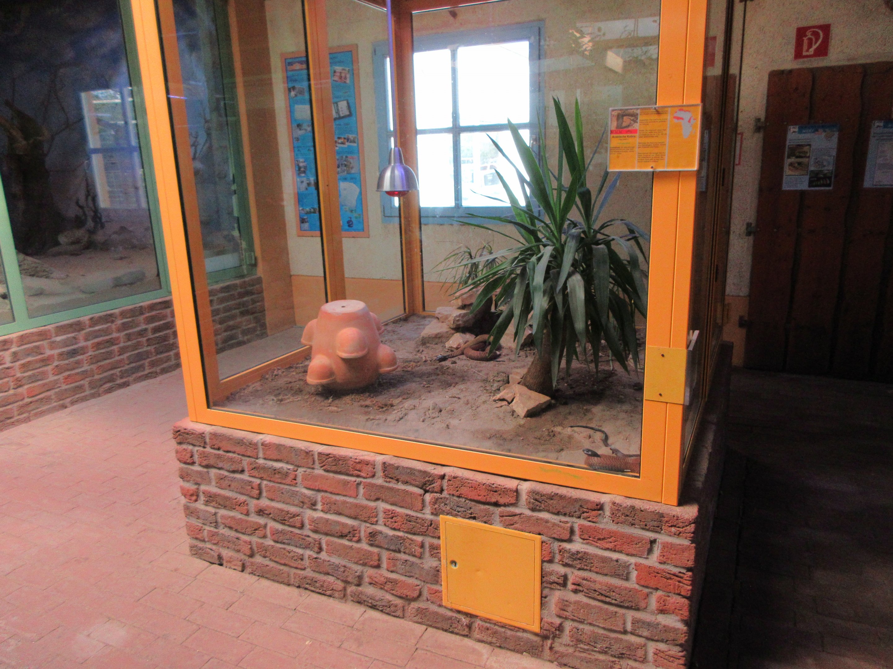 Arabian Cobra Exhibit