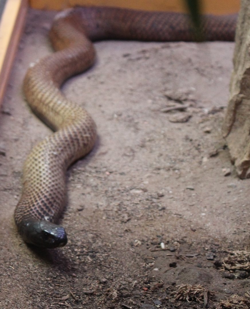 Arabian cobra - Naja arabica