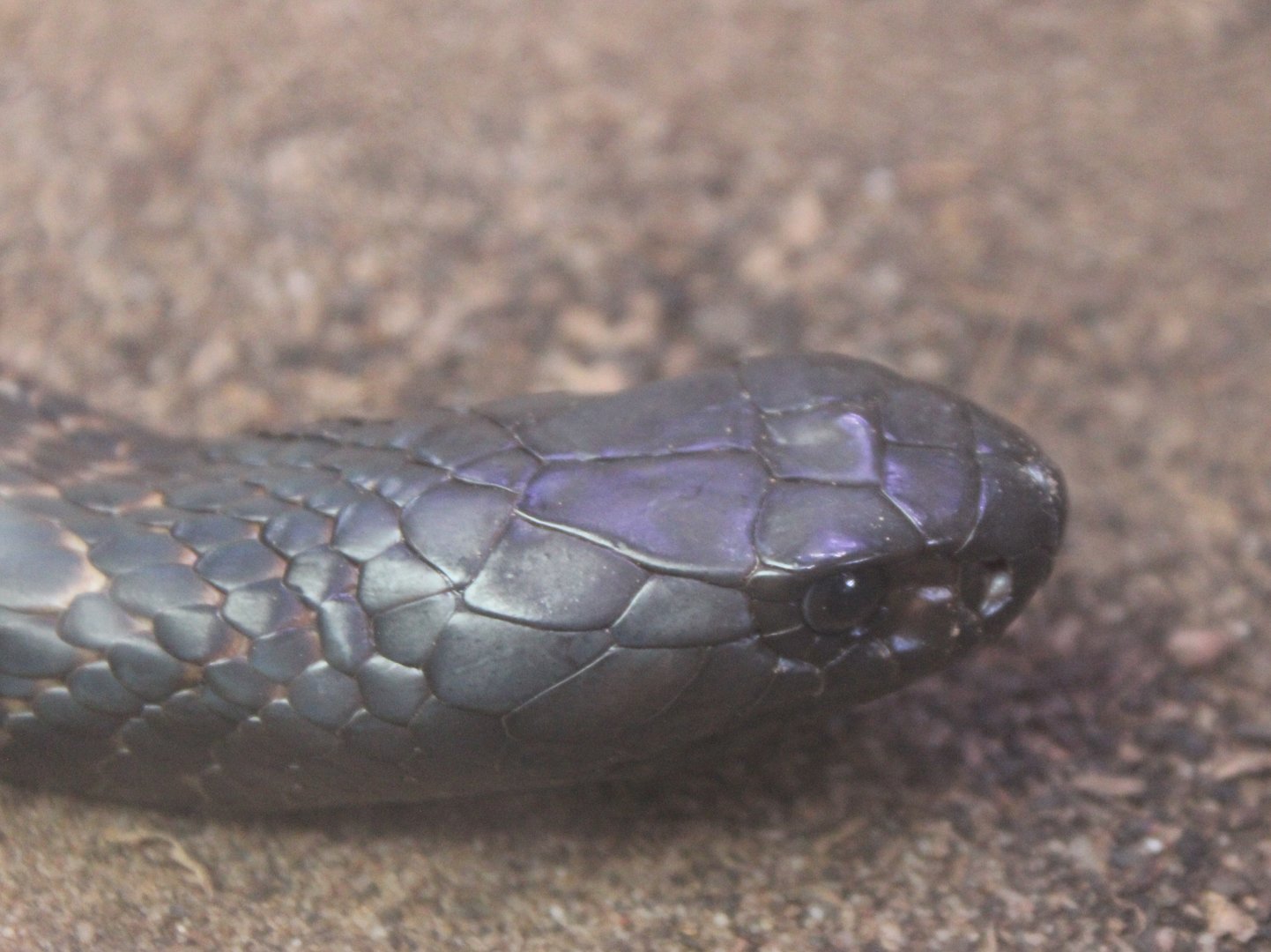 Arabian cobra - Naja arabica