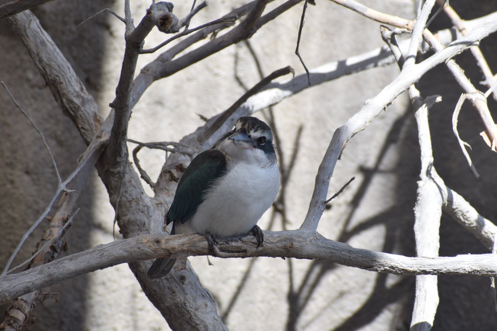 Arabian collared kingfisher - Khor Kalba Mangroove Centre