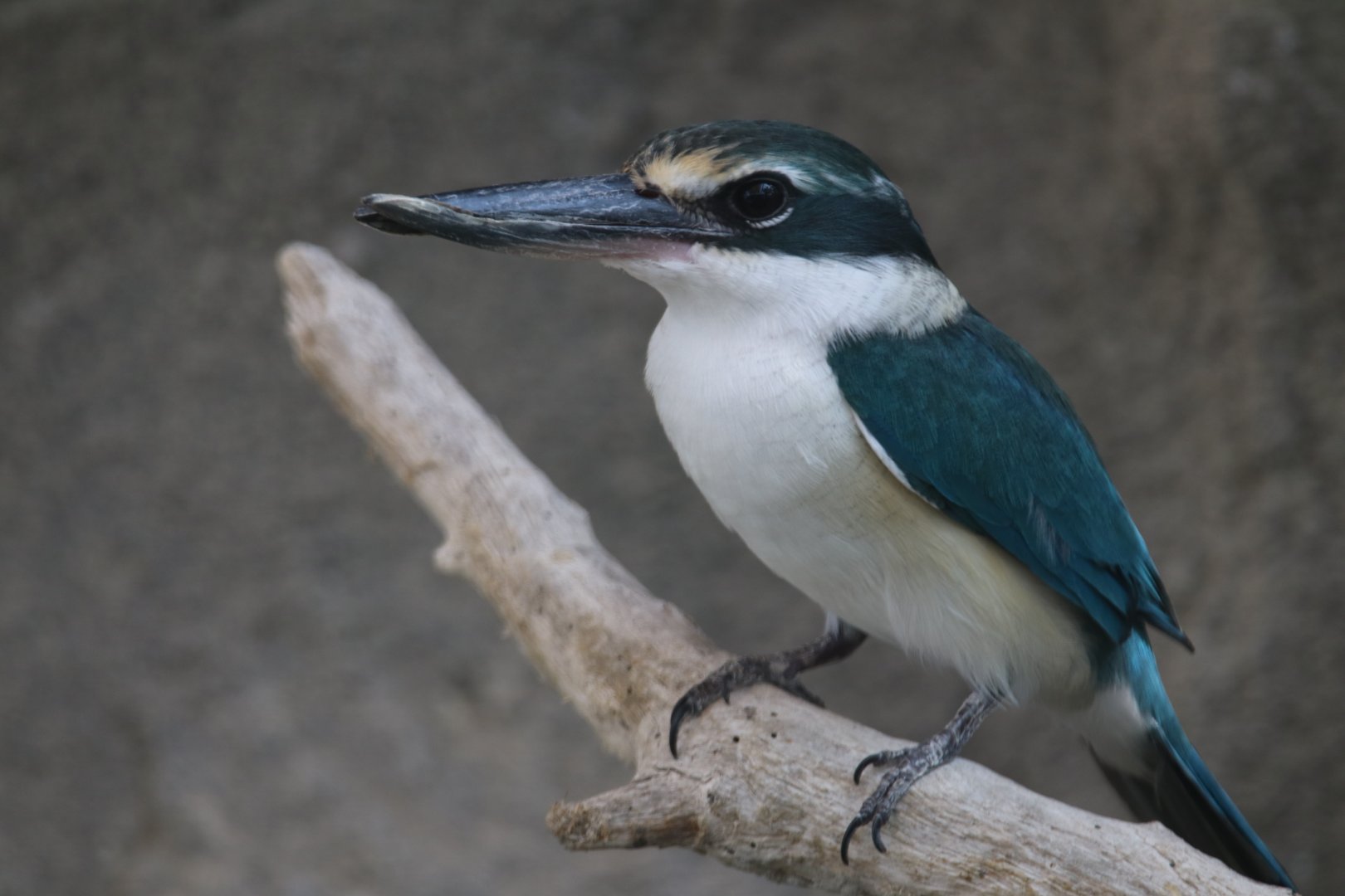 Arabian collared kingfisher, Khor Kalba Mangroove Centre