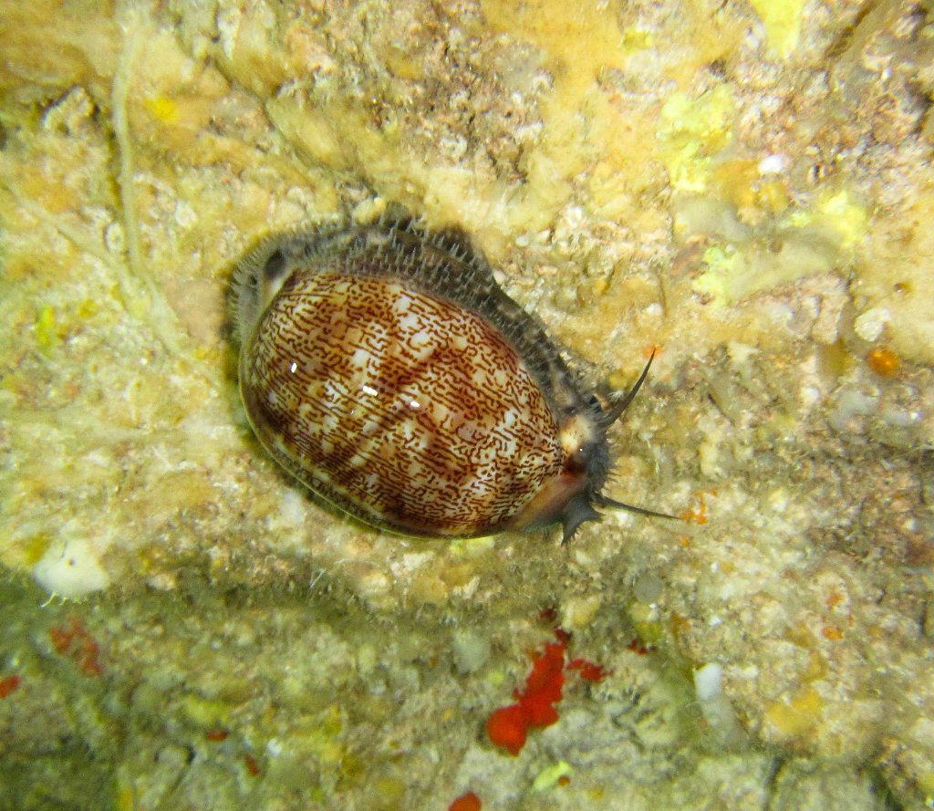 Arabian Cowrie