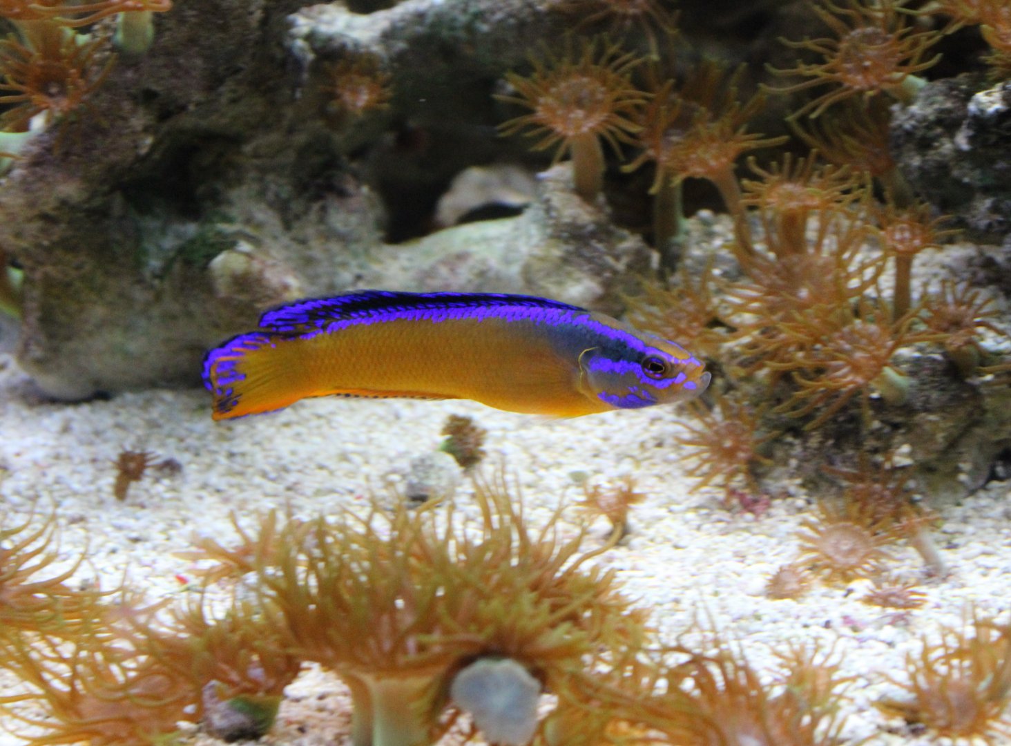 Arabian dottyback - Pseudochromis aldabraensis