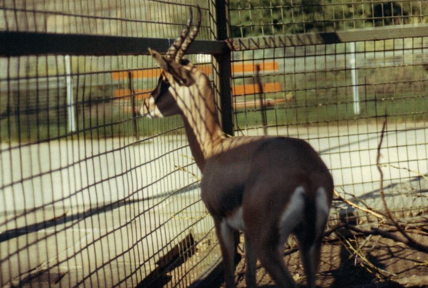 Arabian gazelle 1987