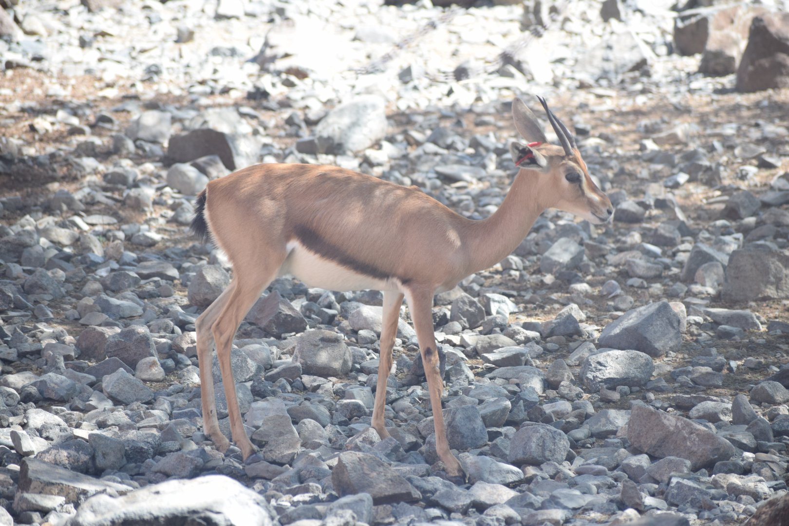 Arabian gazelle - Al Hefaiyah Conservation Centre