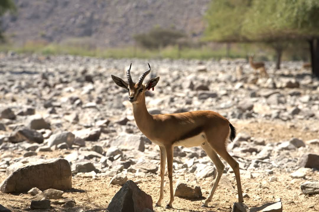 Arabian Gazelle, Al Hefaiyah Conservation Centre