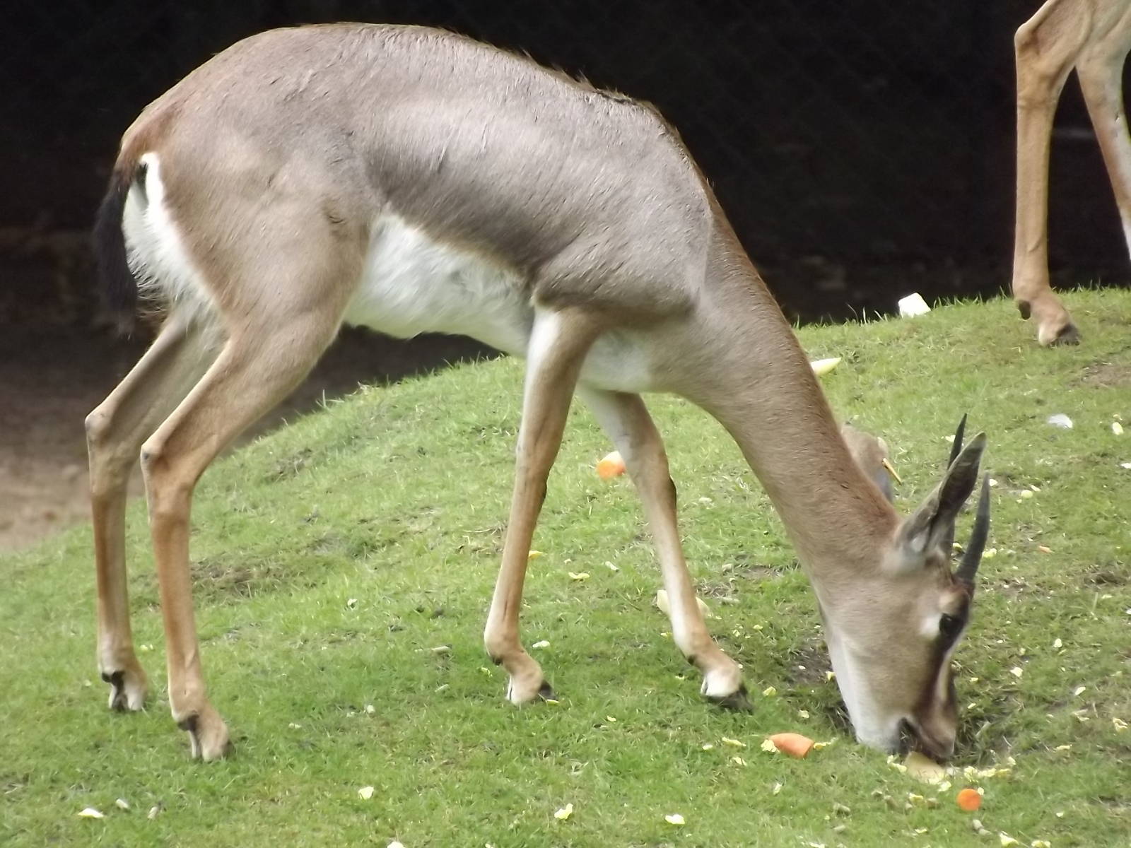 Arabian Gazelle at Blackpool Zoo 03/08/12