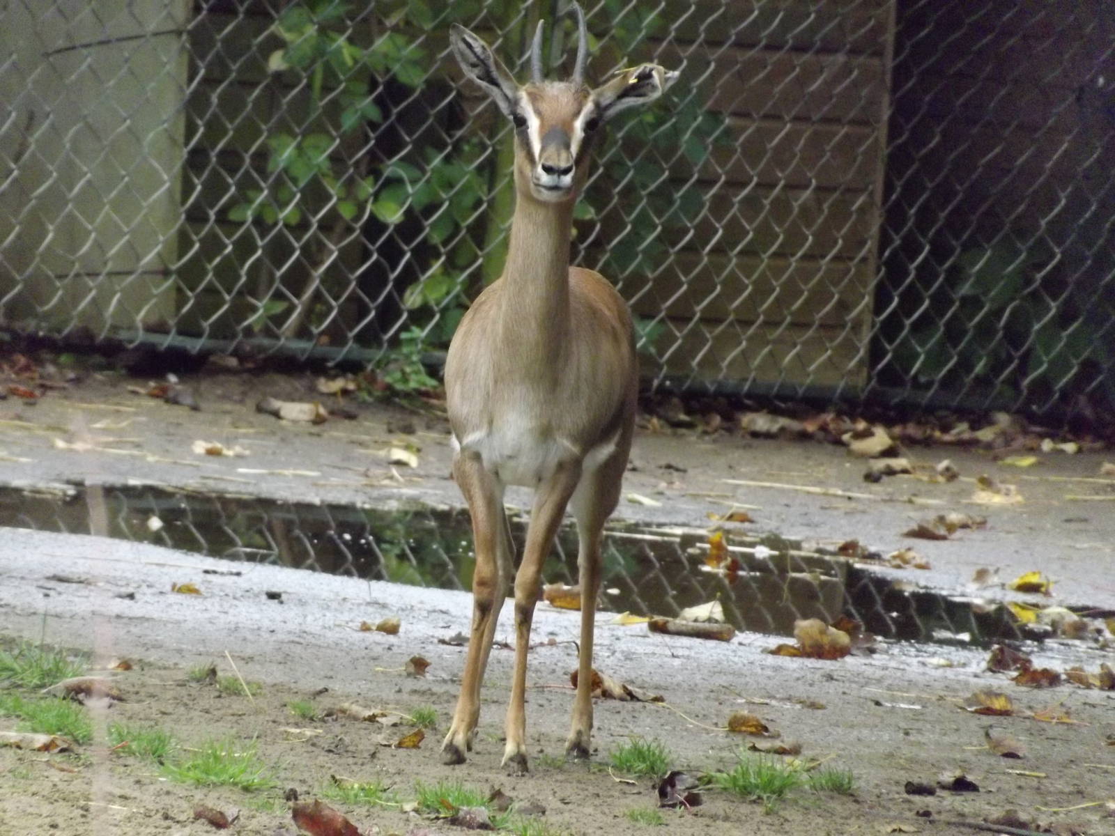 Arabian Gazelle at Blackpool zoo 16/10/11