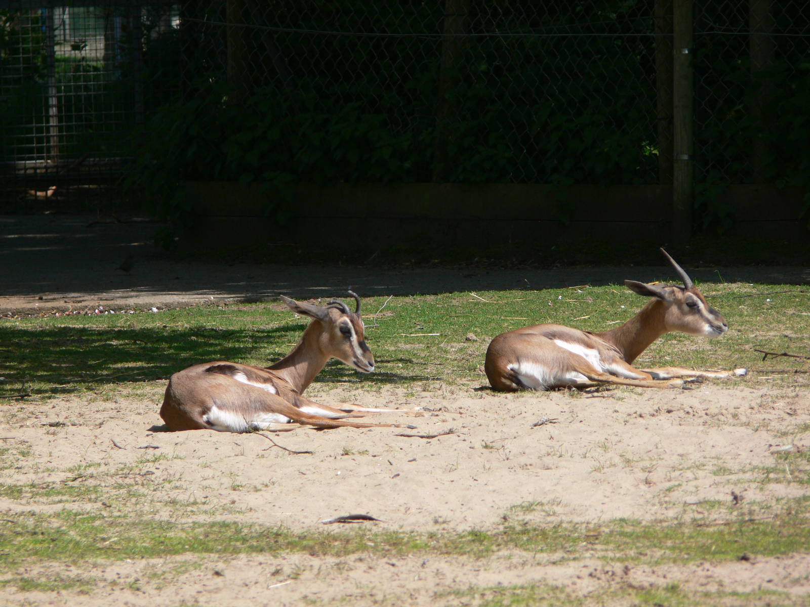 Arabian Gazelle at Blackpool Zoo, 26/05/13