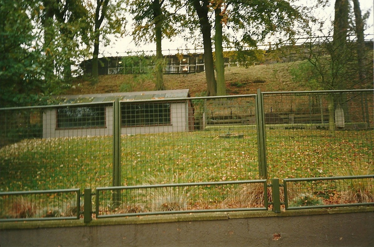 Arabian Gazelle exhibit 1st November 1997