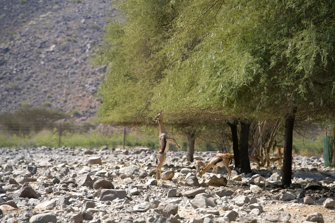 Arabian Gazelle exhibit,  Al Hefaiyah Conservation Centre