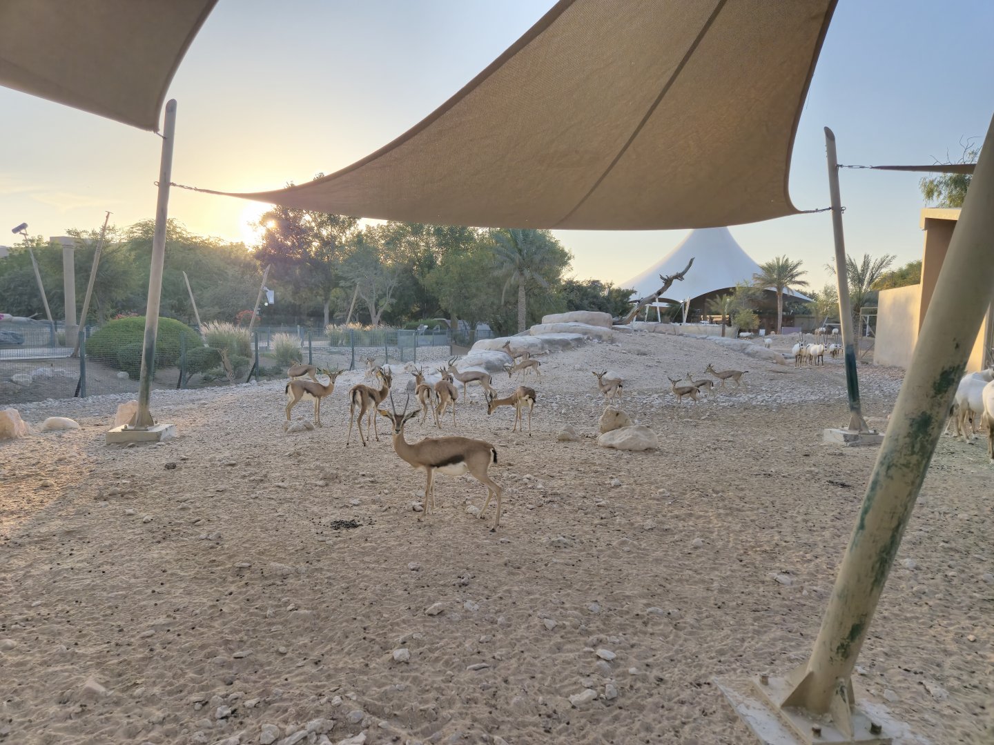 Arabian Gazelle second exhibit
