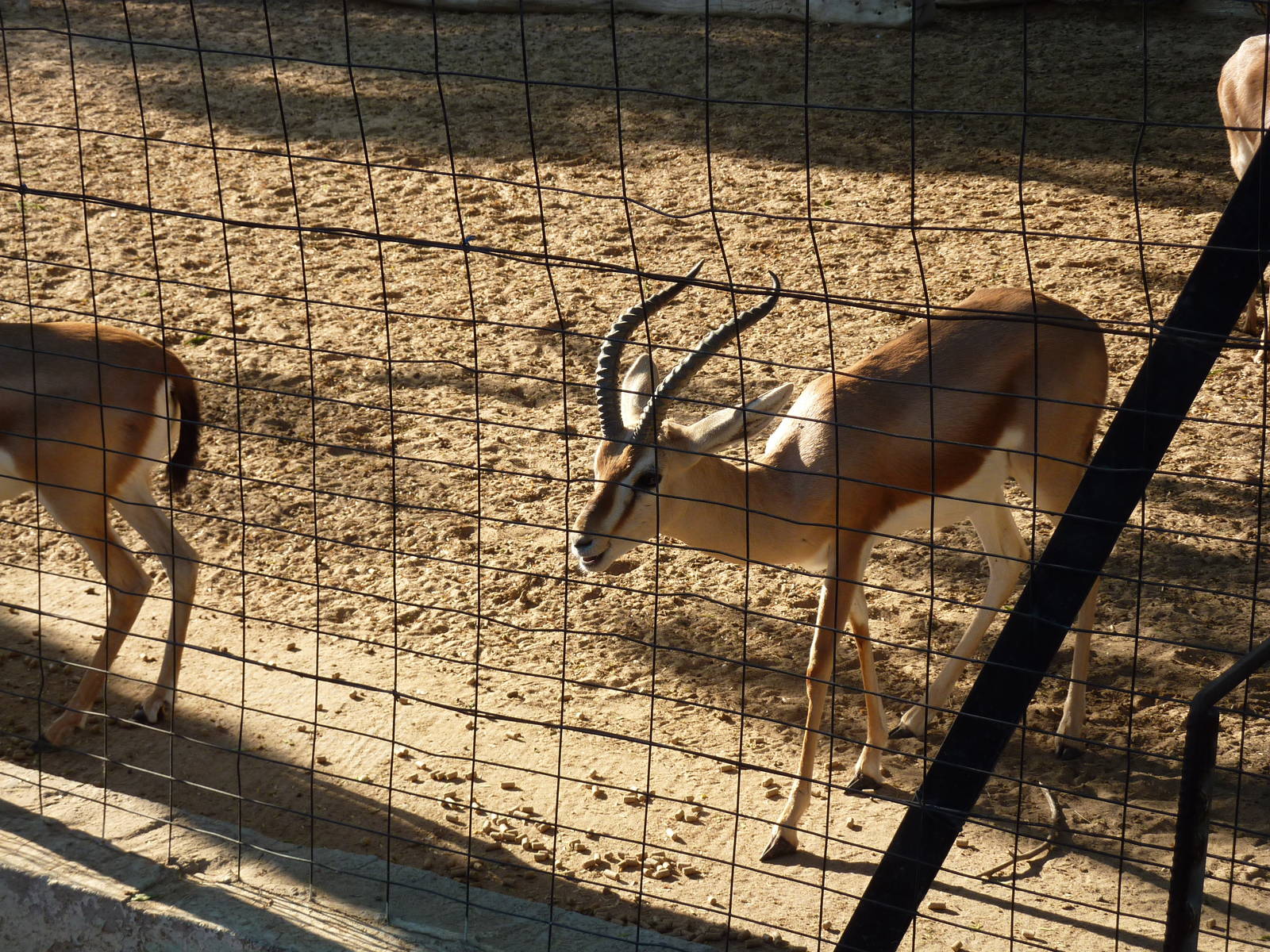 Arabian gazelle