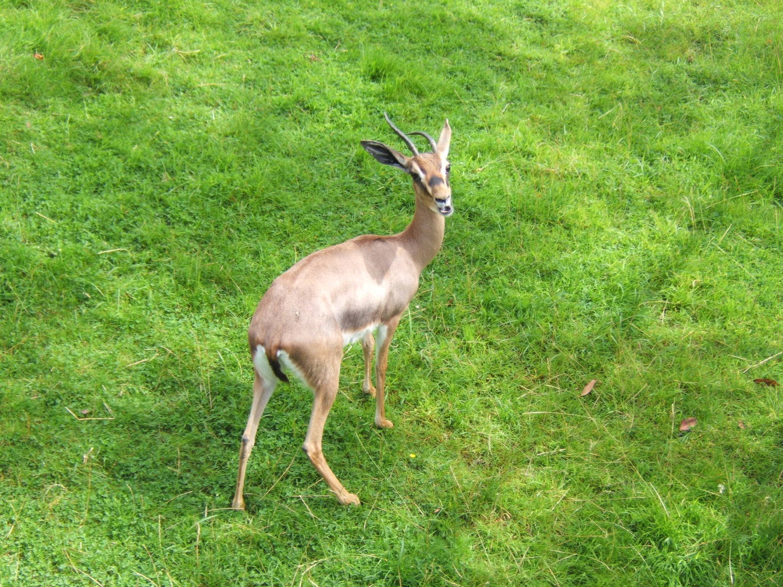 Arabian Gazelle?