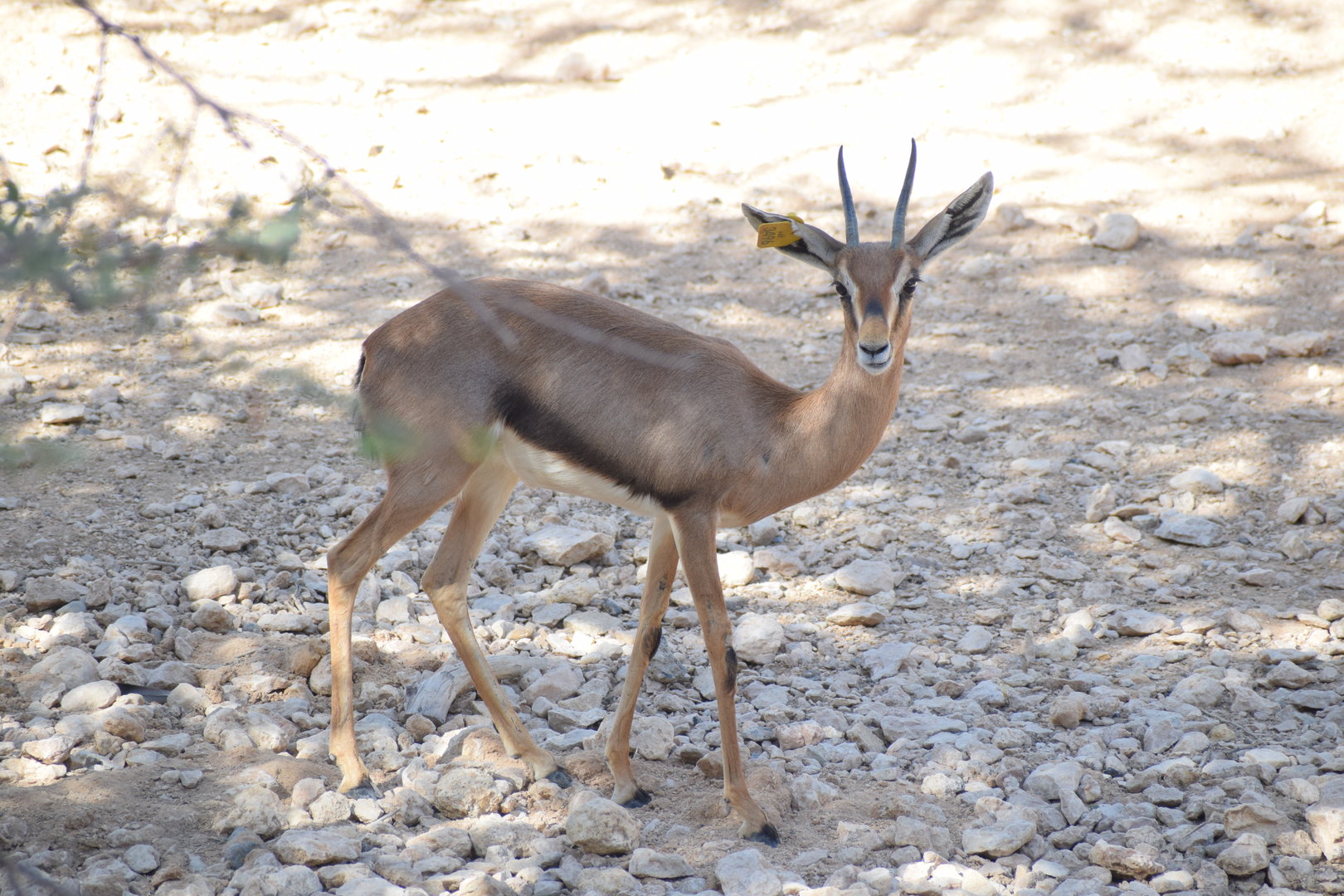 Arabian Gazelle