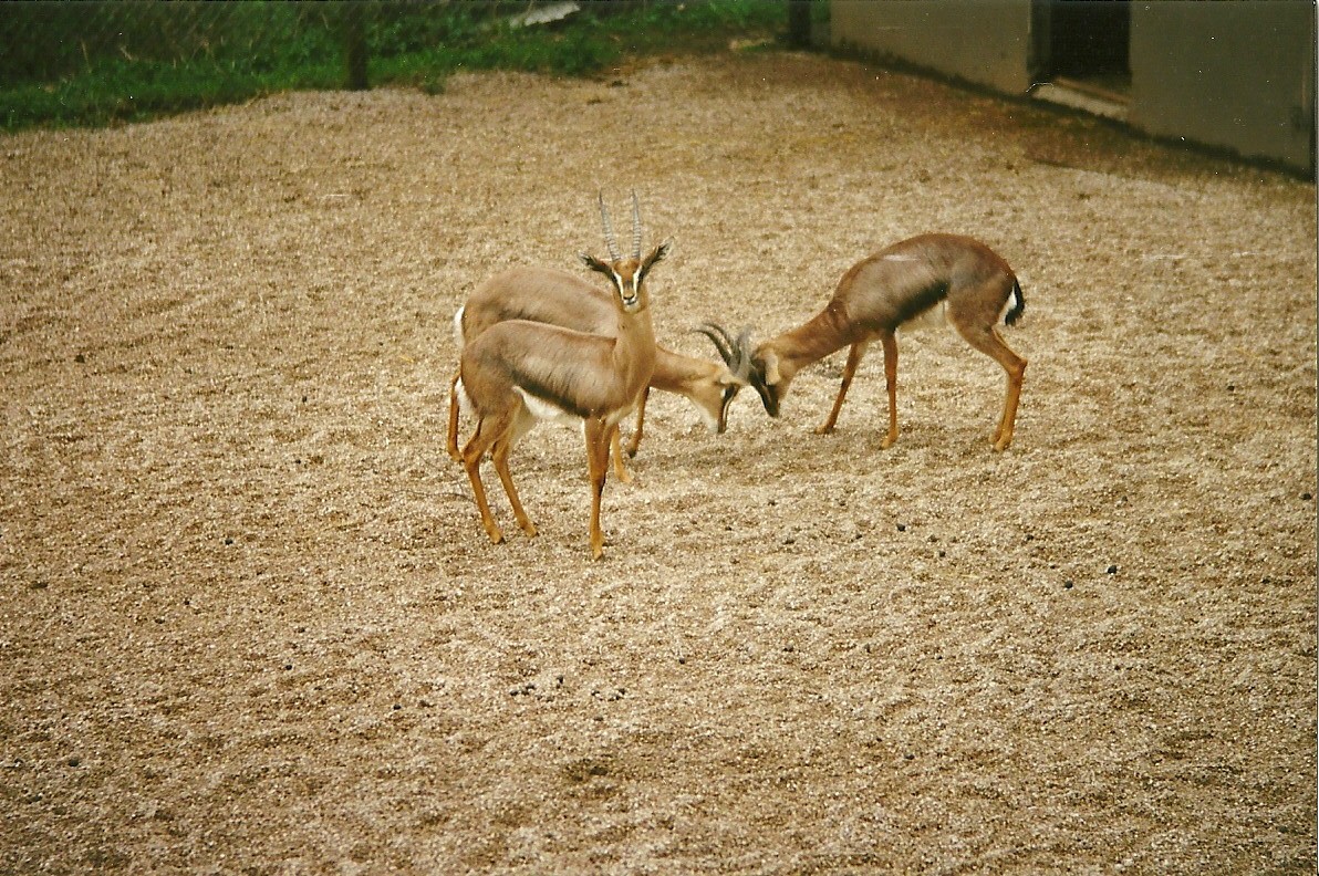 Arabian Gazelles 4th April 1998