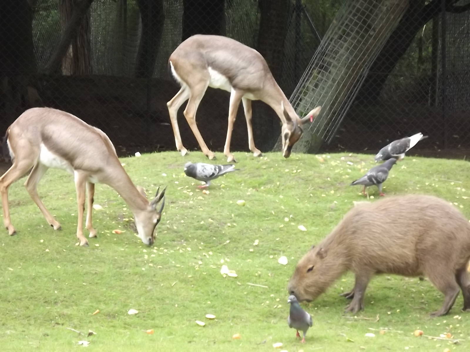 Arabian Gazelles and Capybara at Blackpool Zoo 03/08/12