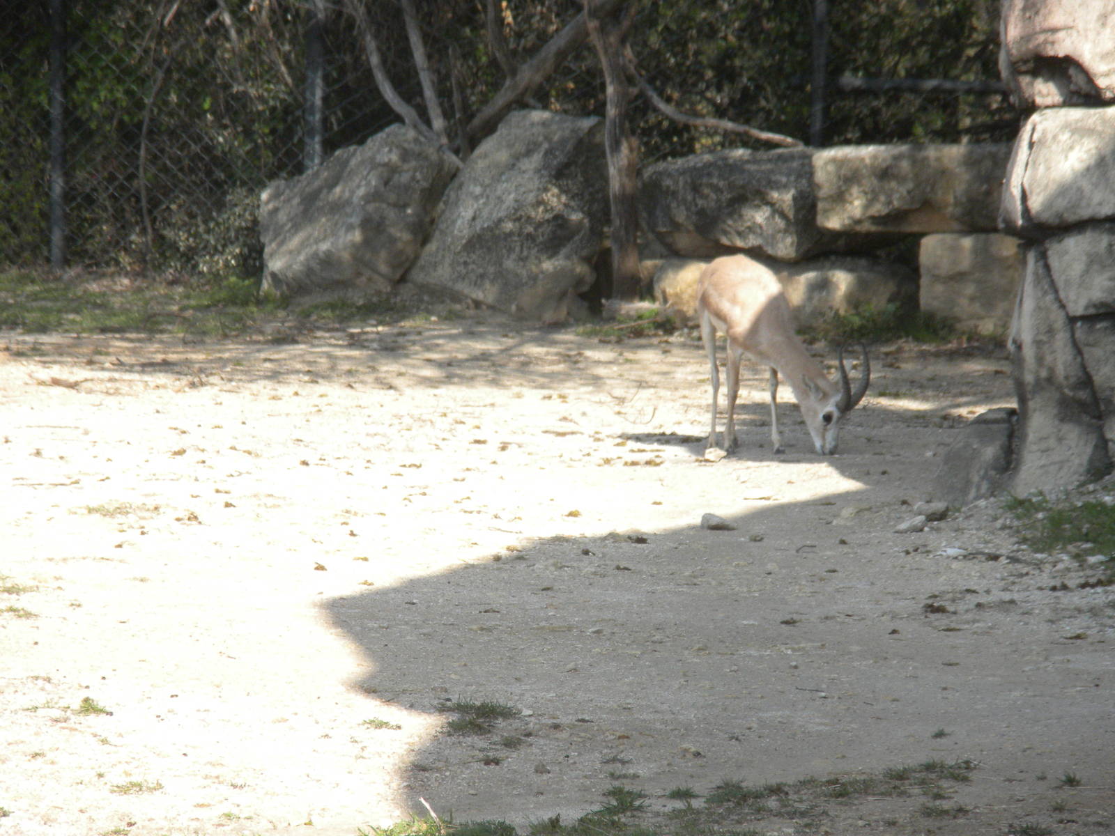 Arabian Goitered Gazelle