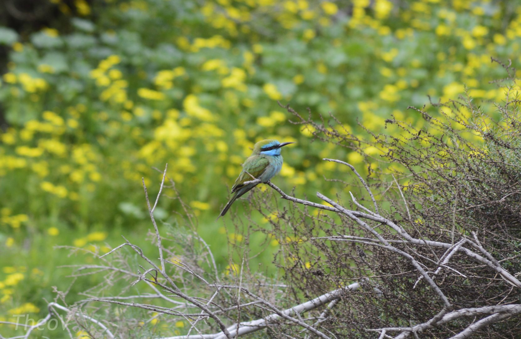 Arabian green bee-eater [2020]