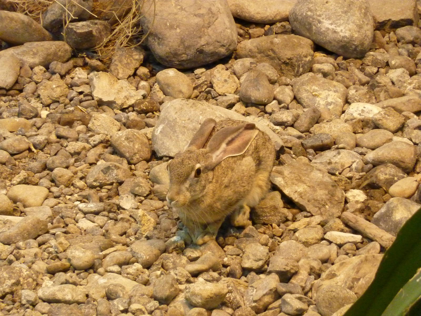 Arabian hare, December 2011.