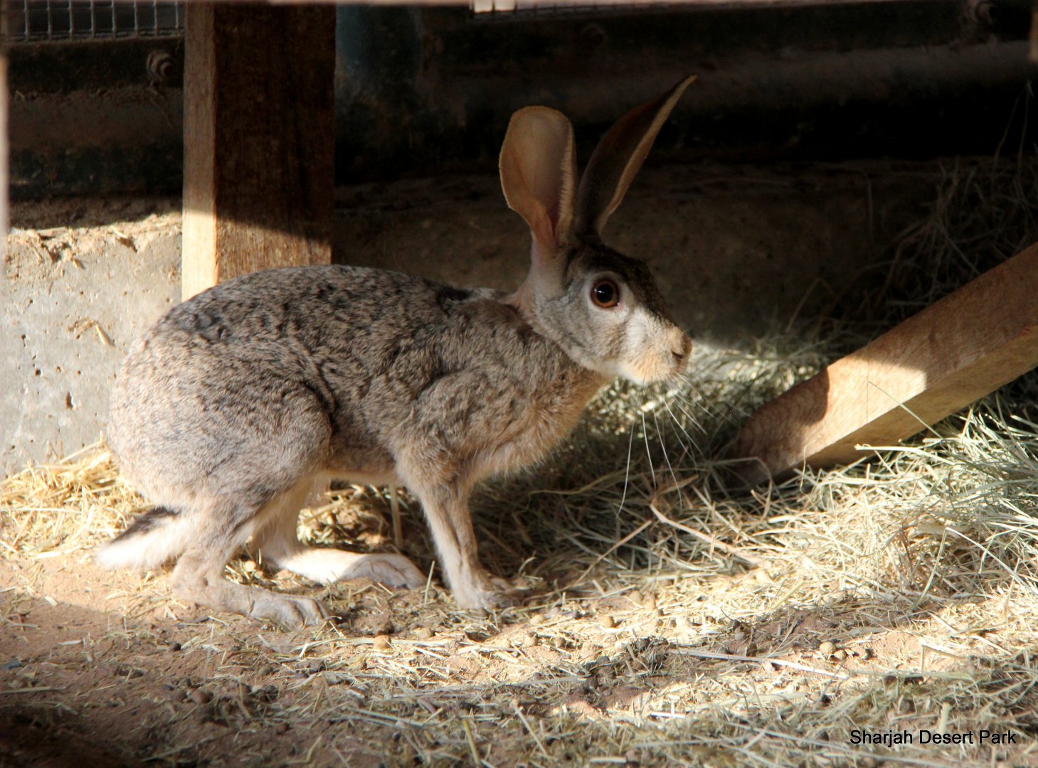 Arabian hare (Lepus capensis arabicus) Sept 2018