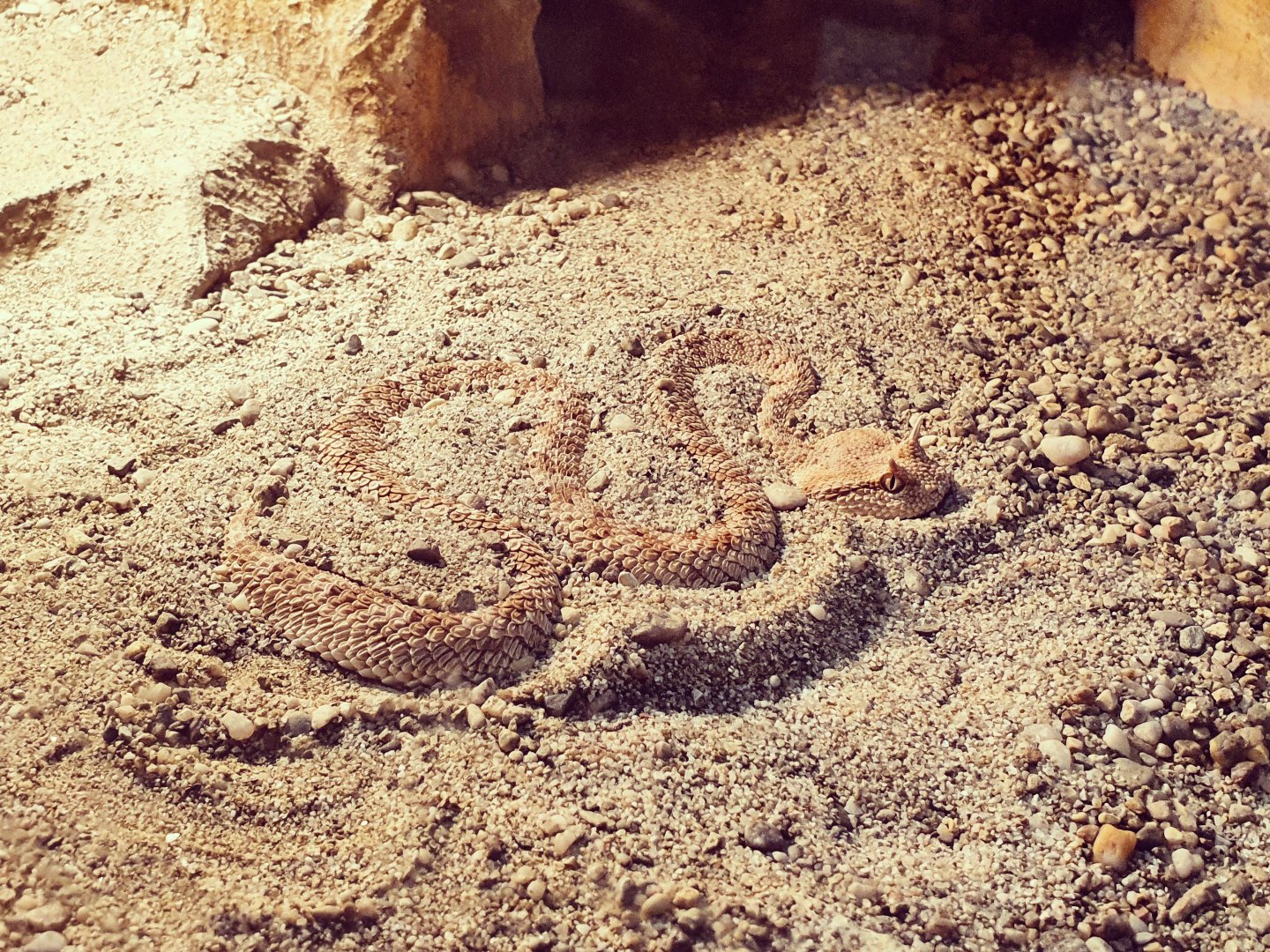 Arabian Horn Viper - Cerastes gasperettii