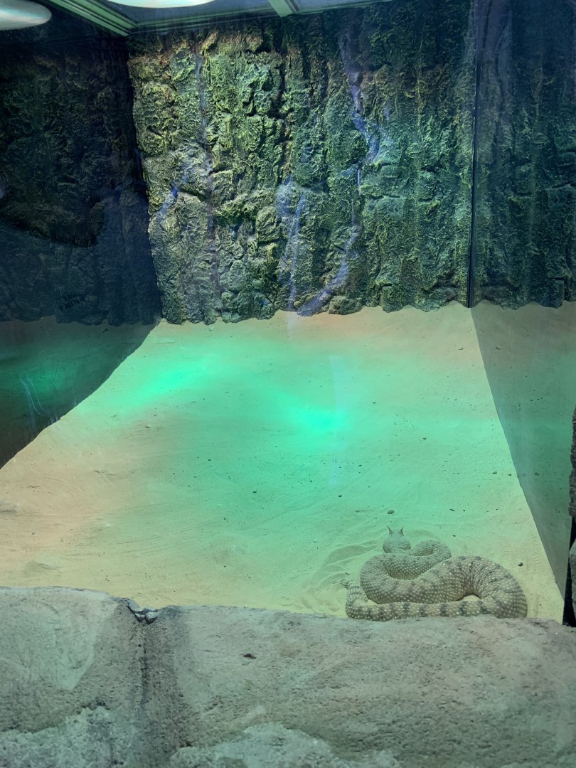 Arabian horned viper exhibit