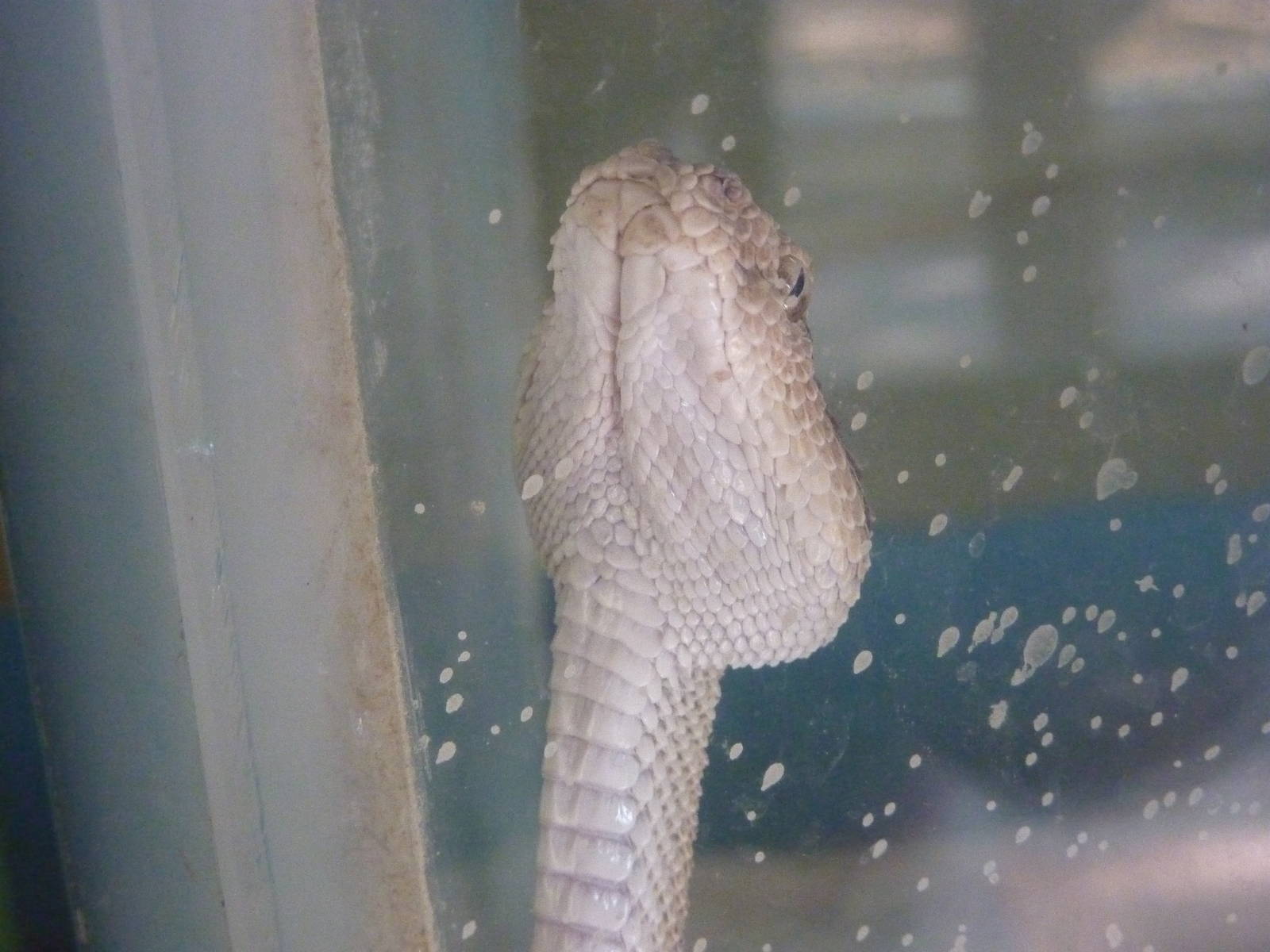 Arabian horned viper