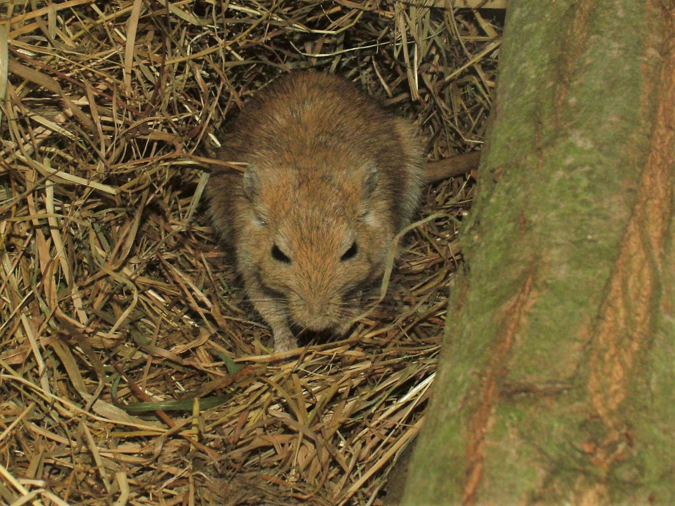 Arabian Jird at Pilsen, 01/09/12