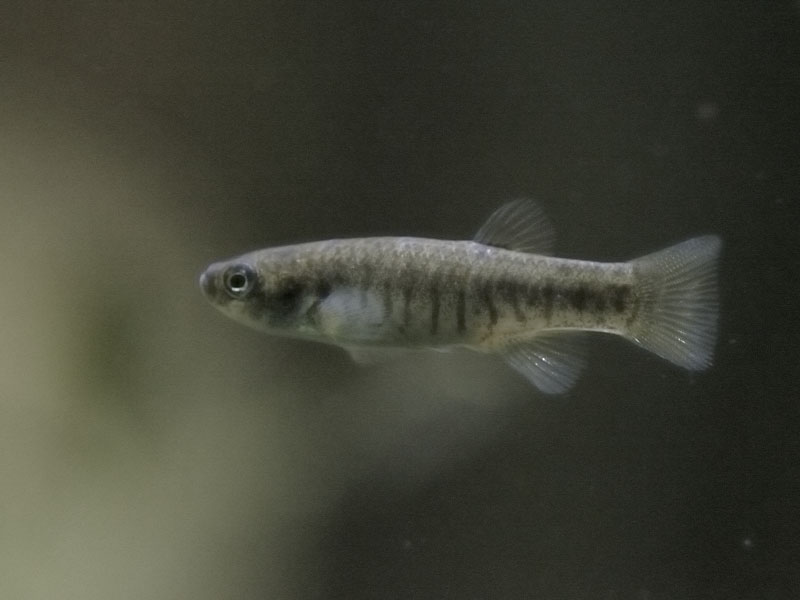 Arabian killifish