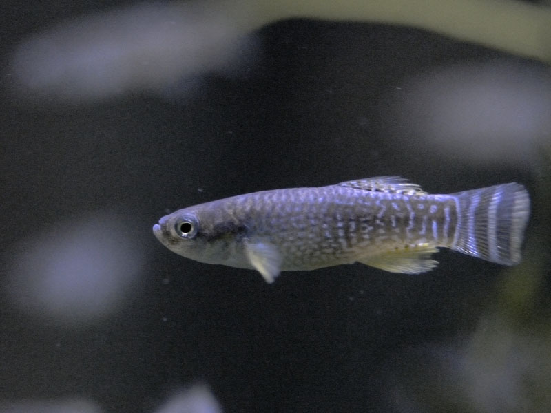 Arabian killifish