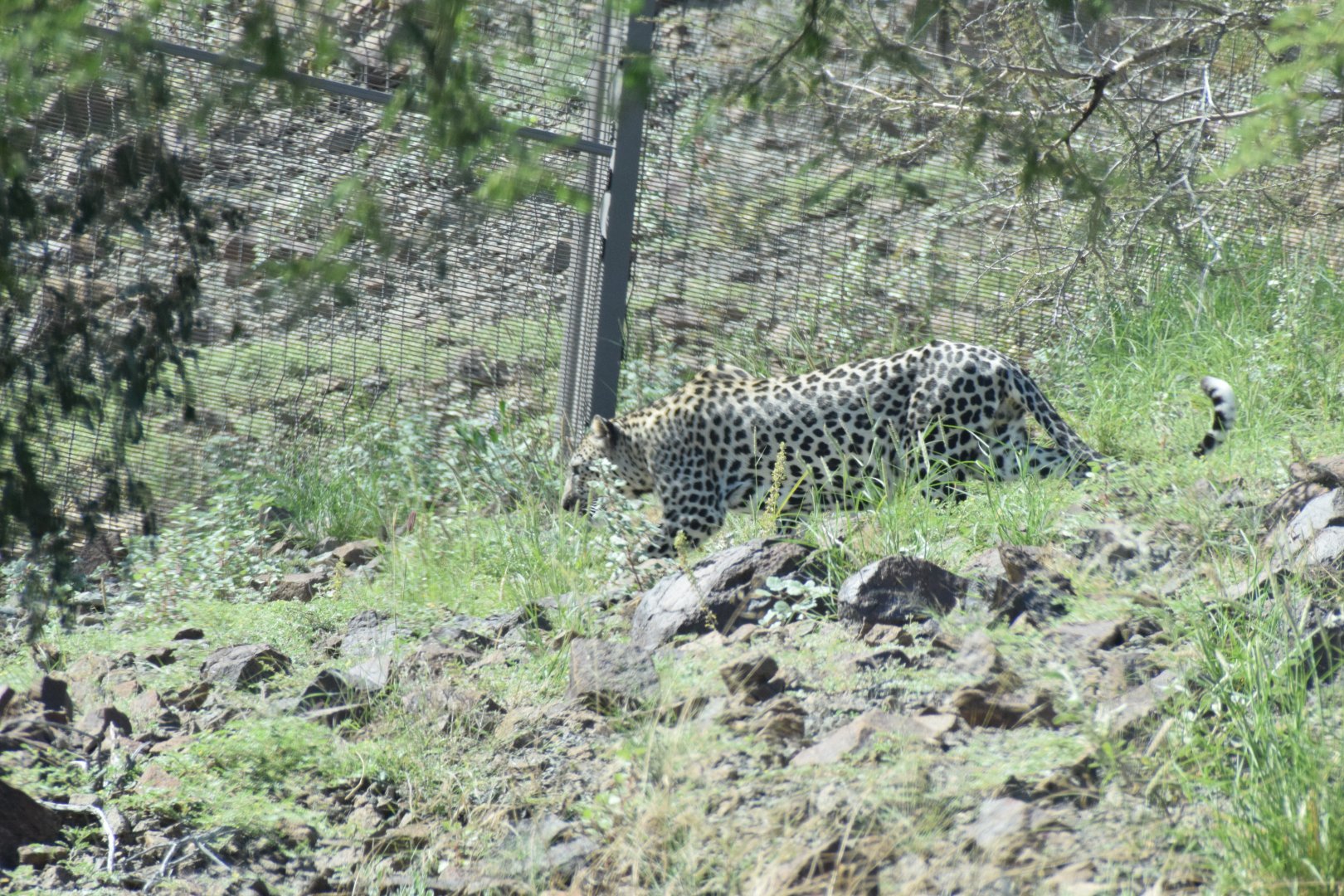 Arabian leopard - Al Hefaiyah Conservation Centre